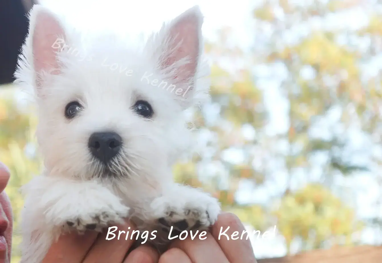 pui westie 2 luni. B s m a –